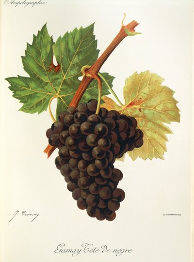 Uva Gamay Tete de Negre de J. Troncy de Jules Troncy