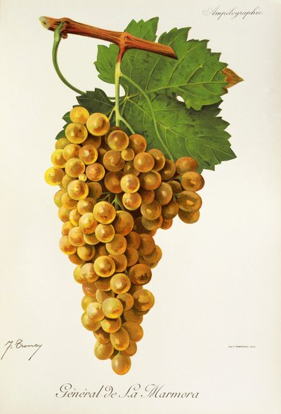 Uva General de la Marmora por J. Troncy de Jules Troncy