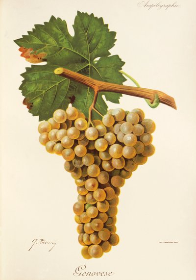 Uva genovesa por J. Troncy de Jules Troncy