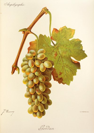 Uva Gordan de J. Troncy de Jules Troncy