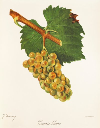 Uva Gouais Blanc de J. Troncy de Jules Troncy
