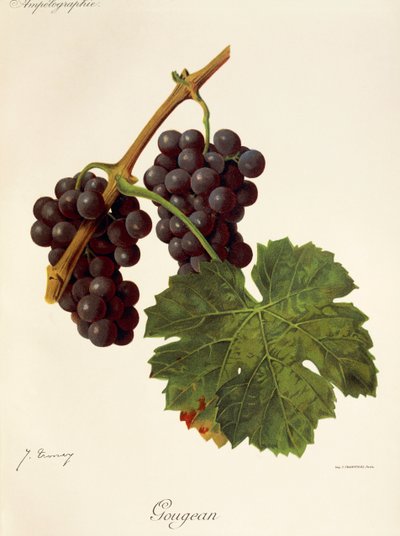 Uva Gougean por J. Troncy de Jules Troncy