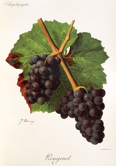 Uva Gougenot por J. Troncy de Jules Troncy