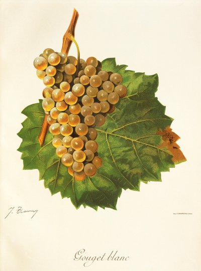 Uva Gouget Blanc de J. Troncy de Jules Troncy