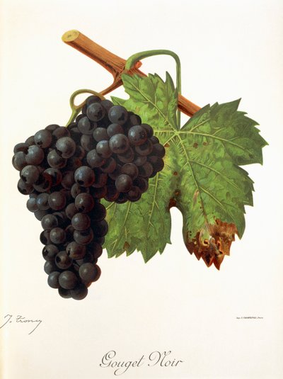 Uva Gouget Noir por J. Troncy de Jules Troncy