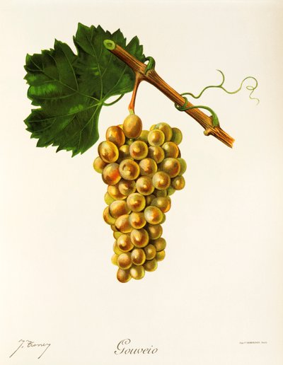 Uva Gouveio de J. Troncy de Jules Troncy