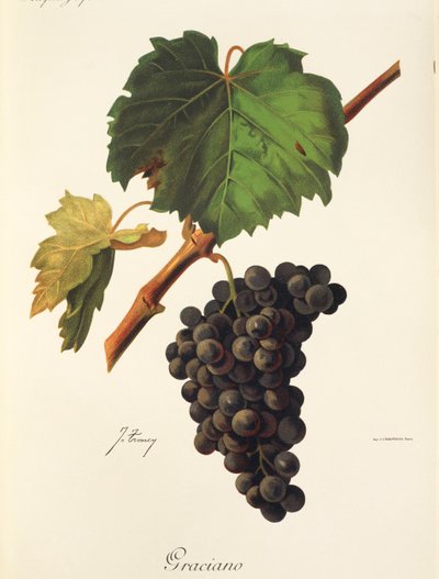 Uva Graciano por J. Troncy de Jules Troncy