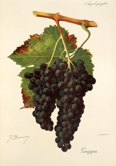 Uva Grappu de J. Troncy de Jules Troncy