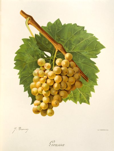 Uva Grassa de J. Troncy de Jules Troncy