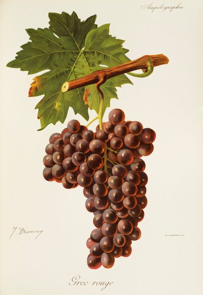 Uva griega roja de J. Troncy de Jules Troncy