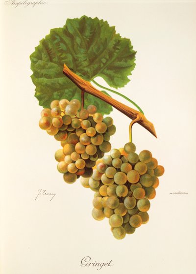 Uva Gringet por J. Troncy de Jules Troncy