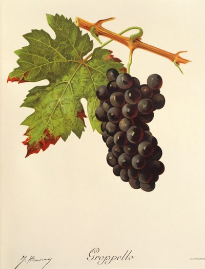 Uva Groppello por J. Troncy de Jules Troncy