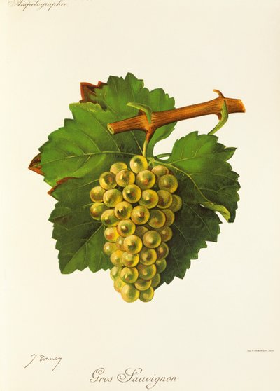 Uva Gros Sauvignon de J. Troncy de Jules Troncy
