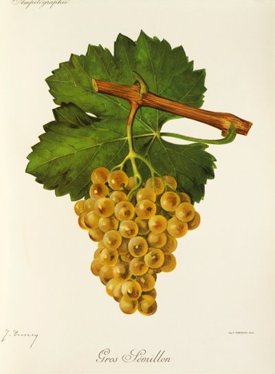 Uva Gros Semillon de J. Troncy de Jules Troncy