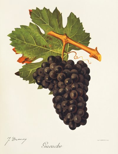 Uva Gueuche de J. Troncy de Jules Troncy
