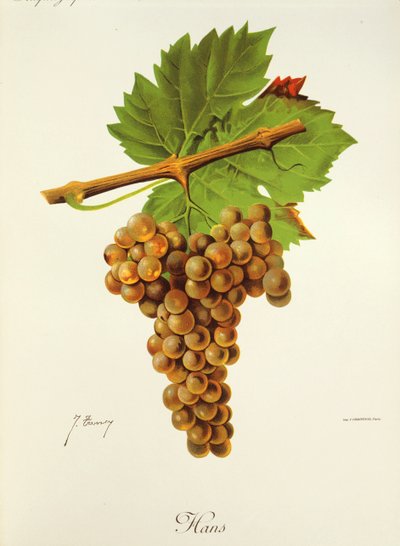 Uva Hans por J. Troncy de Jules Troncy