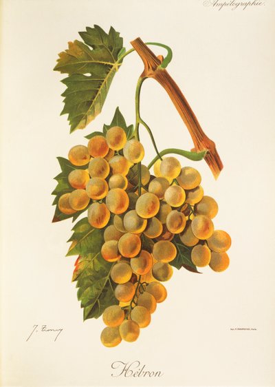 Uva de Hebrón por J. Troncy de Jules Troncy