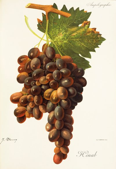Uva Henab Noir por J. Troncy de Jules Troncy