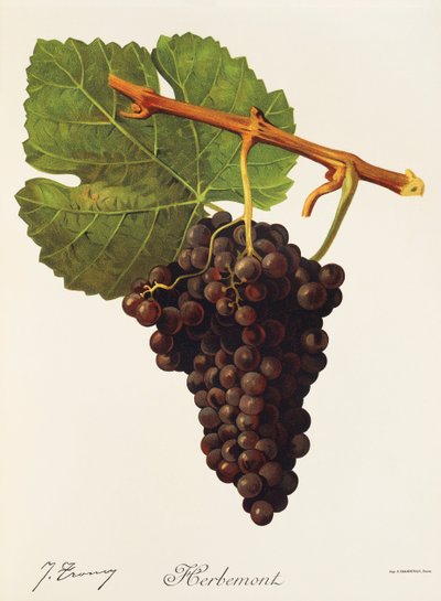 Uva de Herbemont por J. Troncy de Jules Troncy
