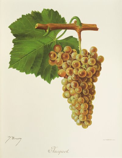 Uva Jacquot de J. Troncy de Jules Troncy