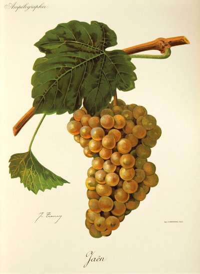 Uva de Jaén por J. Troncy de Jules Troncy