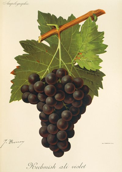 Kechmish Ali Violet grape by J. Troncy de Jules Troncy