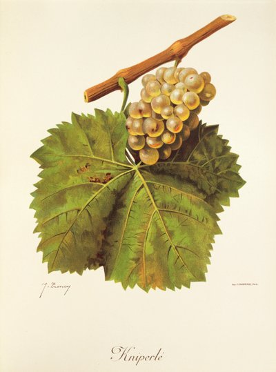 Uva Kniperle de J. Troncy de Jules Troncy