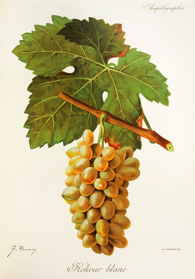 Uva Kokour Blanc por J. Troncy de Jules Troncy