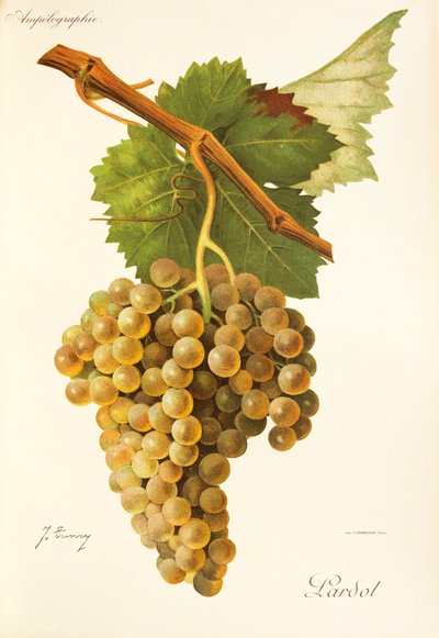 Uva Lardot por J. Troncy de Jules Troncy