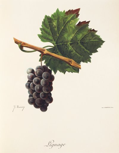 Uva Lignage de J. Troncy de Jules Troncy