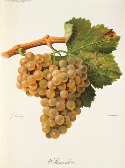 Uva Maccabeo por J. Troncy de Jules Troncy