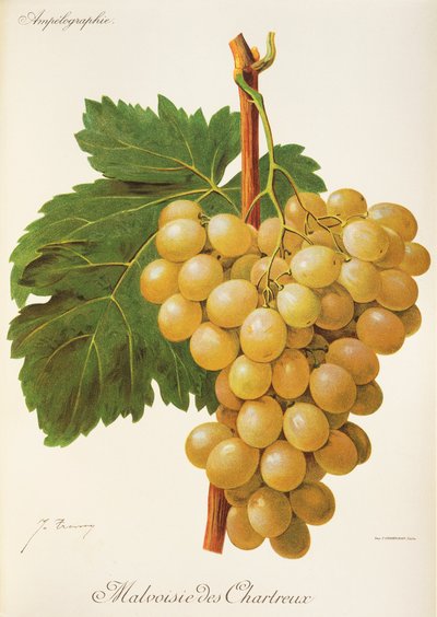 Uva Malvoisie des Chartreux de J. Troncy de Jules Troncy