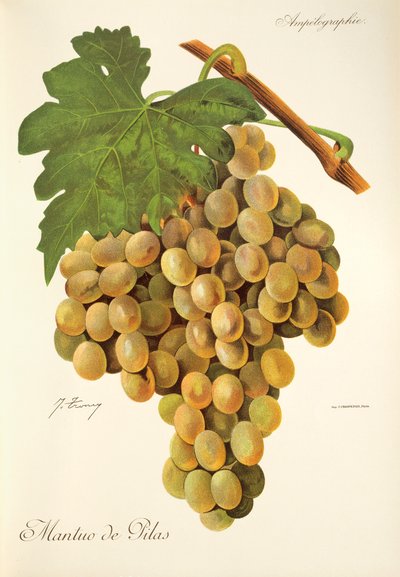 Uva Mantuo de Pilas por J. Troncy de Jules Troncy