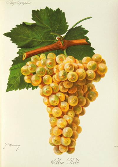 Uva Marsanne por J. Troncy de Jules Troncy