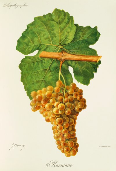 Uva Marsanne por J. Troncy de Jules Troncy