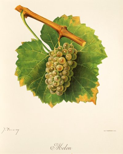 Uva de melón por J. Troncy de Jules Troncy