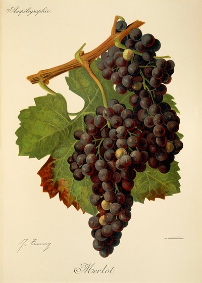 Uva Merlot por J. Troncy de Jules Troncy