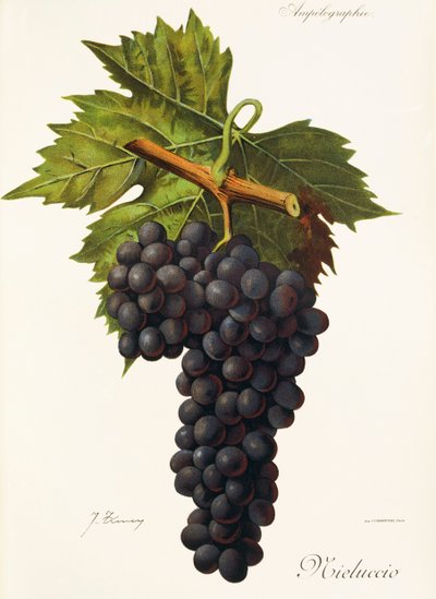 Uva Mieluccio de J. Troncy de Jules Troncy