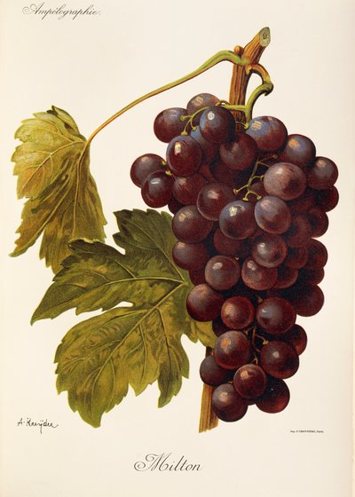 Uva Milton por J. Troncy de Jules Troncy