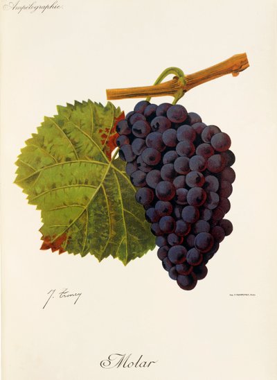 Uva molar de J. Troncy de Jules Troncy