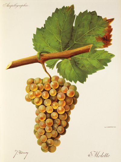 Uva Molette de J. Troncy de Jules Troncy