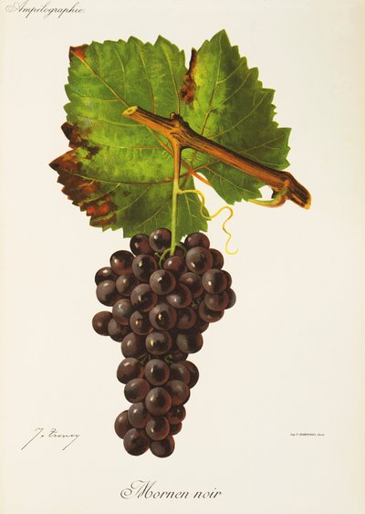 Uva Mornen Noir de J. Troncy de Jules Troncy