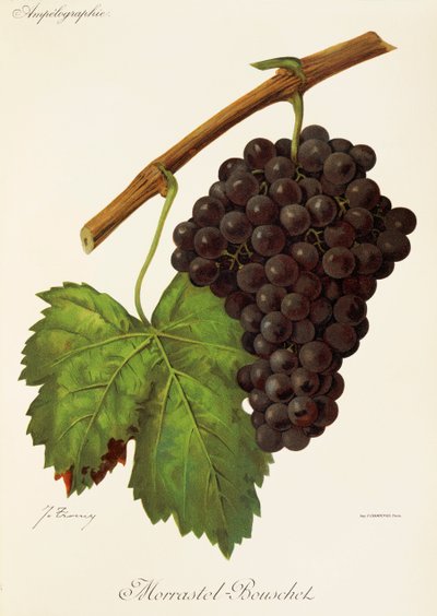 Uva Morrastel-Bouschet por J. Troncy de Jules Troncy