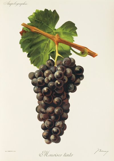 Uva Mourisco Tinto de J. Troncy de Jules Troncy