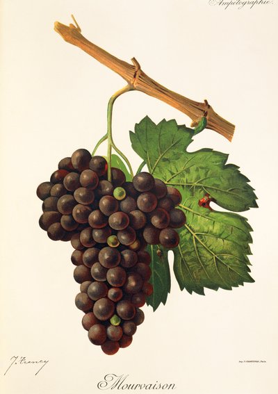 Uva Mourvaison de J. Troncy de Jules Troncy