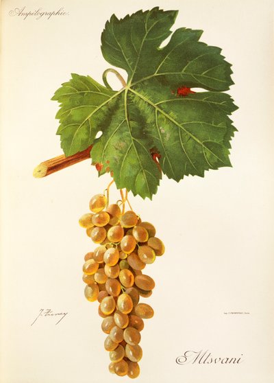 Uva Mtsvani de J. Troncy de Jules Troncy