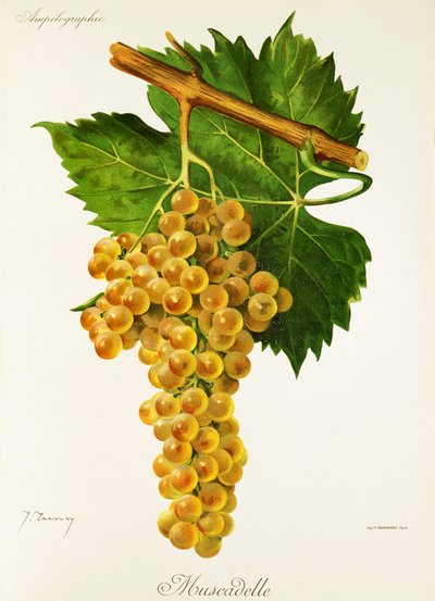 Uva Muscadelle por J. Troncy de Jules Troncy