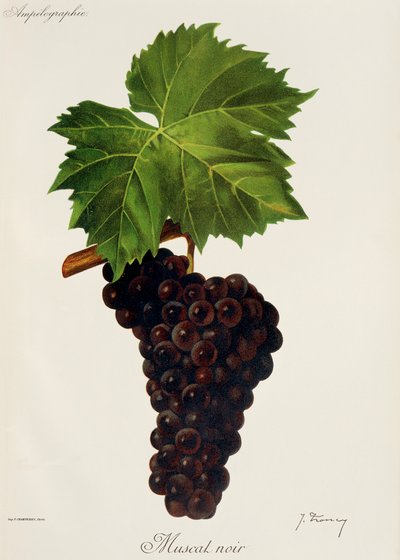 Uva Moscatel Noir por J. Troncy de Jules Troncy