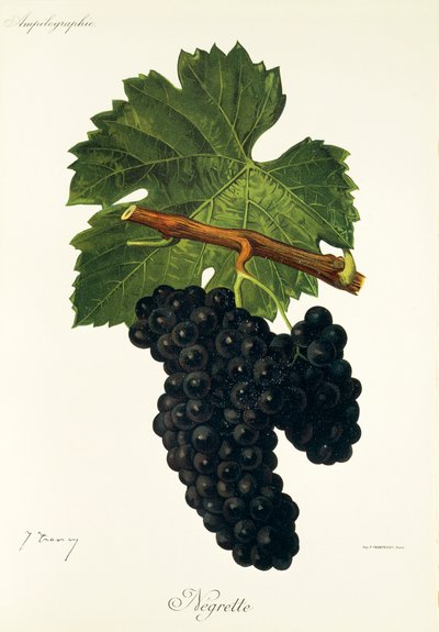 Uva Negrette por J. Troncy de Jules Troncy
