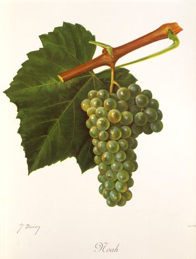 Uva de Noé por J. Troncy de Jules Troncy